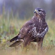 Buteo