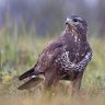 Buteo