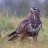 Buteo